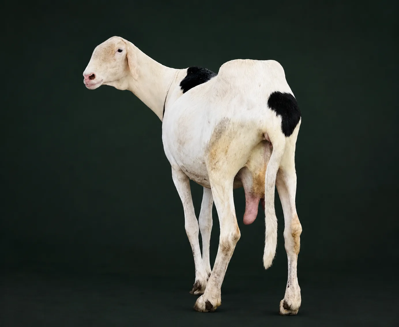 Bélier Ladoum blanc, cornes spiralées