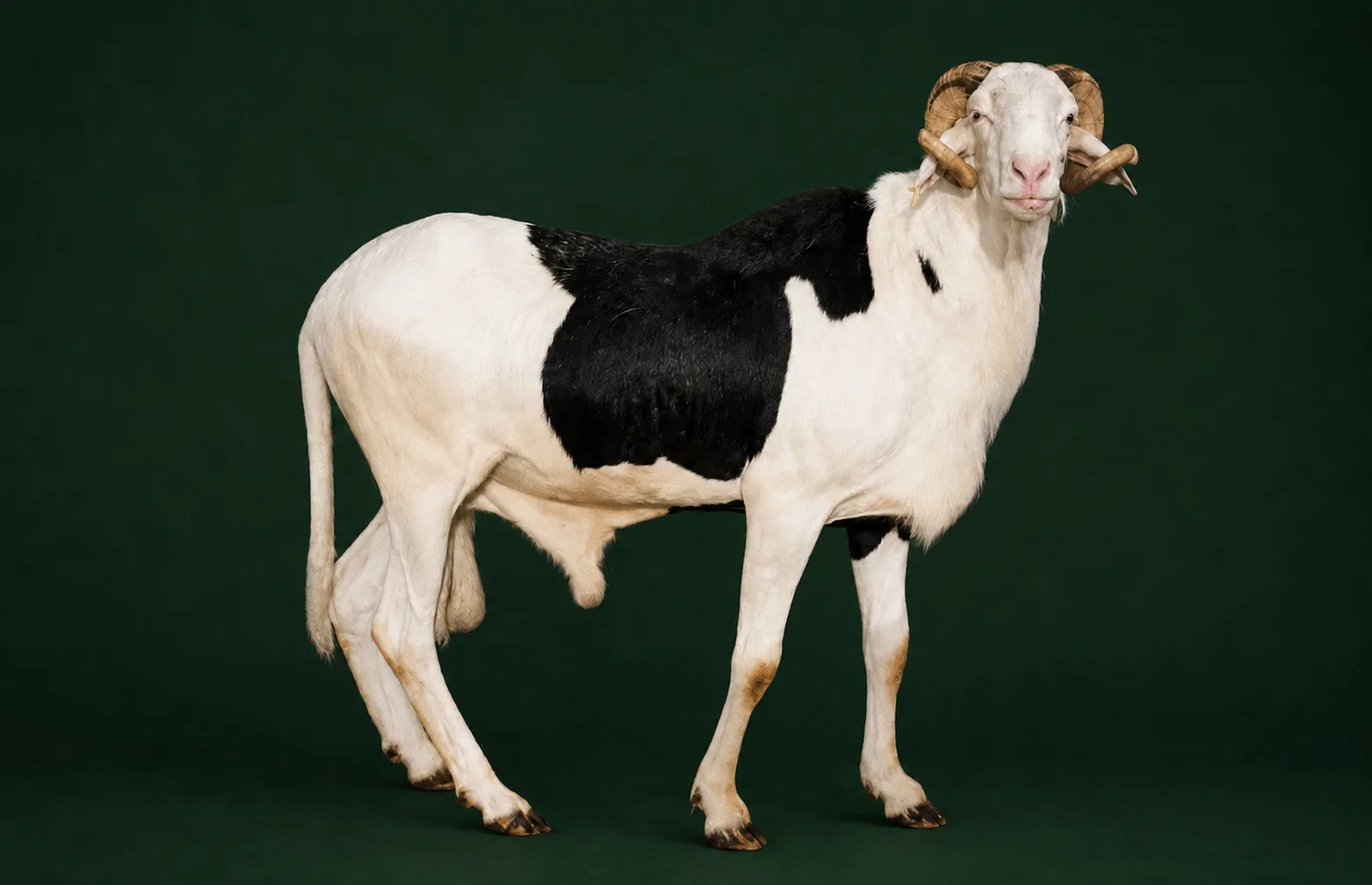 Bélier Ladoum blanc et noir, de profil