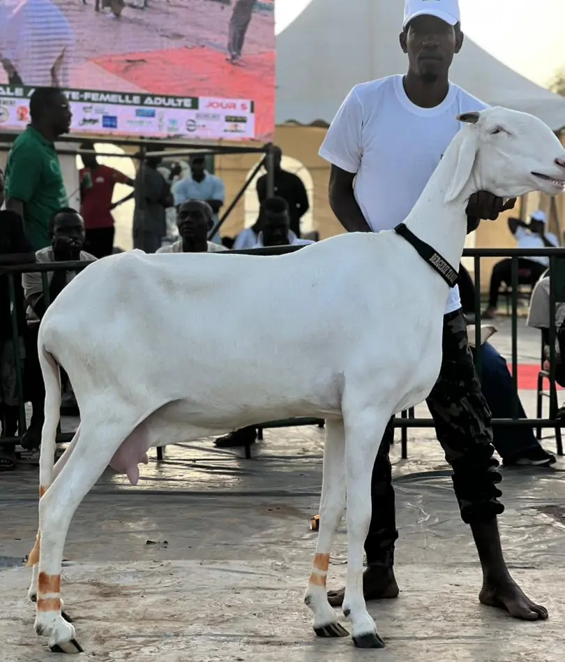 Forfait Sama Ladoum